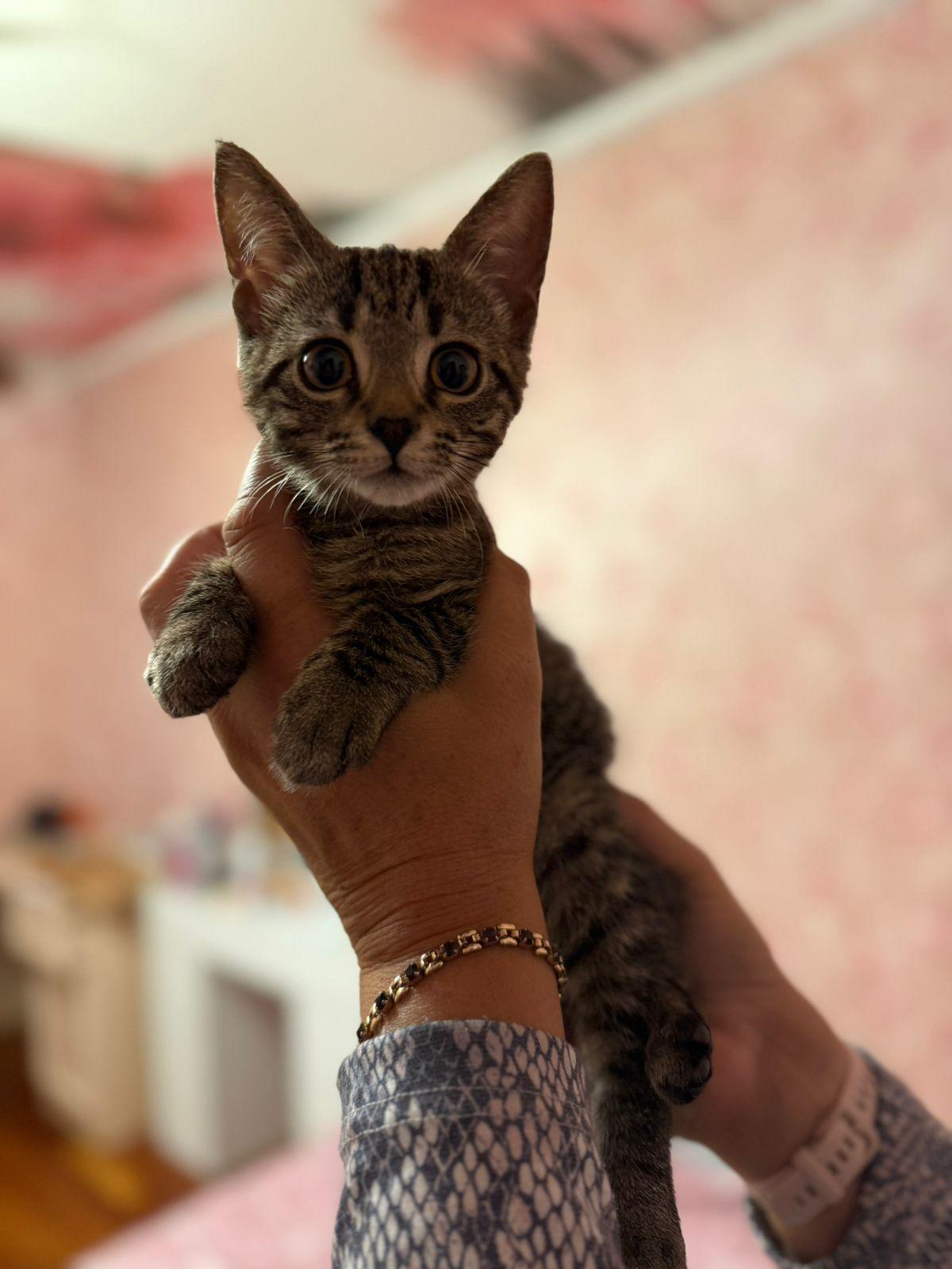 Сбор в помощь котенку